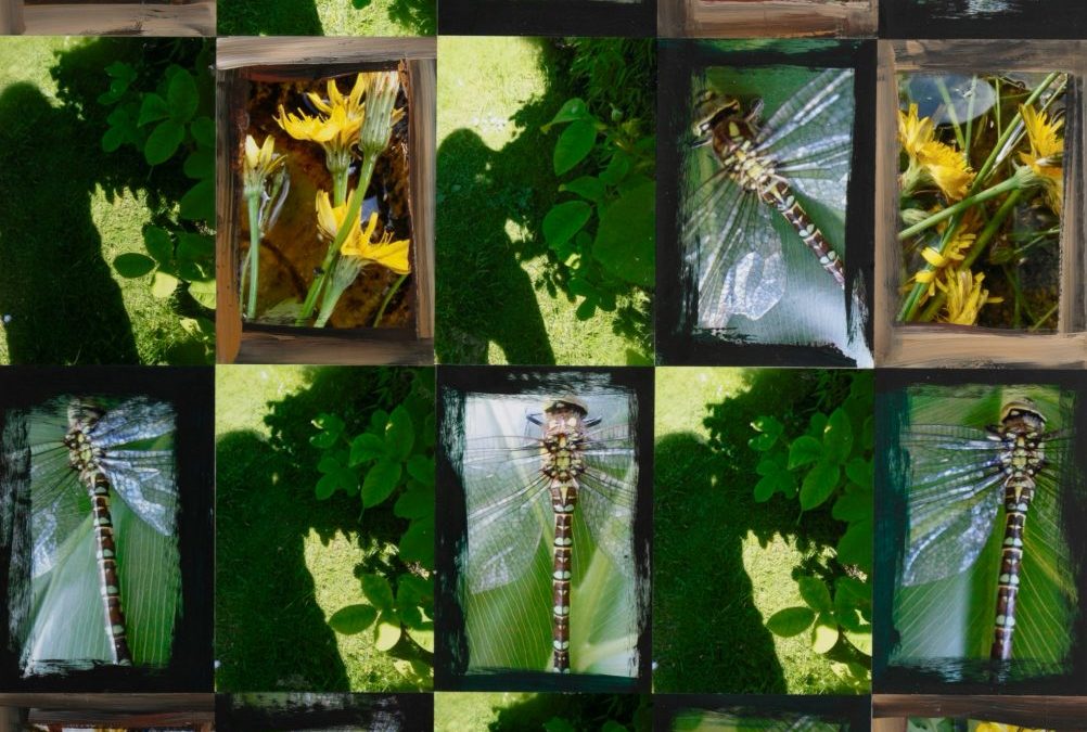 Shadows, Hawkweed and Dragonflies with Brown and Black